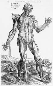 Estudio Anatómico, ilustración de 
