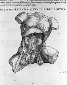 Andrea Vesalio (1514 - 1564), médico de Carlos V. “Humani corporis fabrica libri septem”, Basilea 1543. de Andreas Vesalius