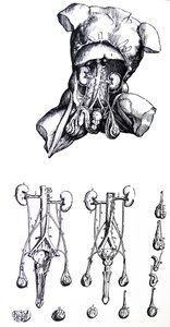 Las placas del quinto libro de De Humani Corporis Fabrica de Andreas Vesalius