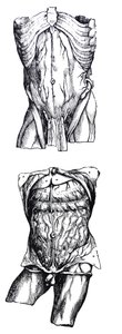 Las láminas del quinto libro de De Humani Corporis Fabrica de Andreas Vesalius