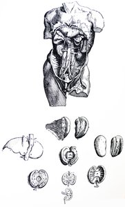 Las placas del quinto libro de De Humani Corporis Fabrica de Andreas Vesalius