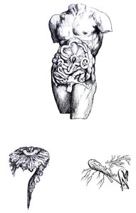 Las Placas del Quinto Libro de De Humani Corporis Fabrica de Andreas Vesalius