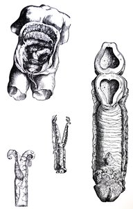 Las láminas del quinto libro de De Humani Corporis Fabrica de Andreas Vesalius