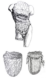 Las placas del quinto libro de De Humani Corporis Fabrica de Andreas Vesalius