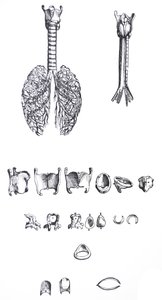 Las Placas del Primer Libro de De Humani Corporis Fabrica de Andreas Vesalius