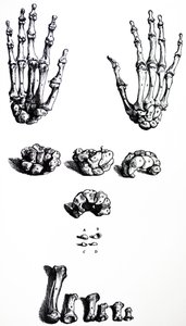 Las láminas del primer libro de De Humani Corporis Fabrica de Andreas Vesalius