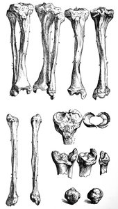 Las Placas del Primer Libro de De Humani Corporis Fabrica de Andreas Vesalius