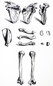Las láminas del primer libro de De Humani Corporis Fabrica de Andreas Vesalius