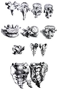 Las láminas del primer libro de De Humani Corporis Fabrica de Andreas Vesalius