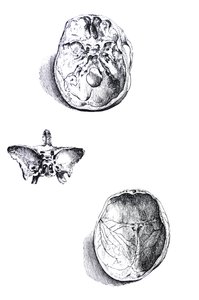 Las Placas del Primer Libro de De Humani Corporis Fabrica de Andreas Vesalius