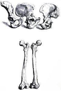 Las láminas del primer libro de De Humani Corporis Fabrica de Andreas Vesalius