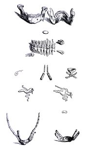 Las placas del primer libro de De Humani Corporis Fabrica de Andreas Vesalius