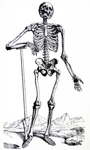 Las láminas del primer libro de De Humani Corporis Fabrica de Andreas Vesalius