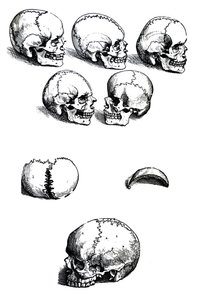 Las láminas del primer libro de De Humani Corporis Fabrica de Andreas Vesalius, (1514-1564)