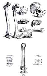 Las láminas del primer libro de De Humani Corporis Fabrica de Andreas Vesalius (1514-1564) de Andreas Vesalius