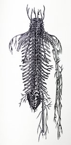 Las láminas del cuarto libro de De Humani Corporis Fabrica de Andreas Vesalius