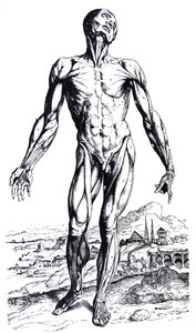 Las placas del segundo libro de De Humani Corporis Fabrica