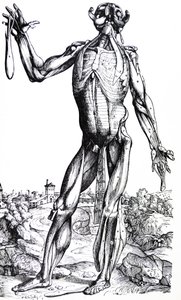 Las Placas del Segundo Libro de De Humani Corporis Fabrica
