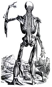 Las Placas del Segundo Libro de De Humani Corporis Fabrica de Andreas Vesalius