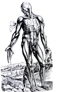 Las placas del segundo libro de De Humani Corporis Fabrica de Andreas Vesalius