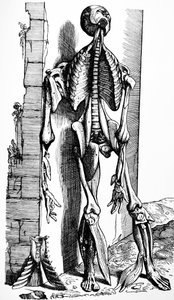 Las placas del segundo libro de De Humani Corporis Fabrica de Andreas Vesalius
