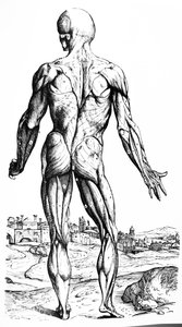 Las láminas del segundo libro de De Humani Corporis Fabrica