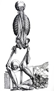 Las láminas del segundo libro de De Humani Corporis Fabrica