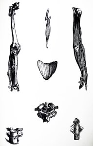 Las Placas del Segundo Libro de De Humani Corporis Fabrica de Andreas Vesalius