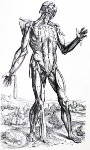 Las Placas del Segundo Libro de De Humani Corporis Fabrica