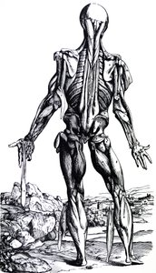 Las láminas del segundo libro de De Humani Corporis Fabrica de Andreas Vesalius