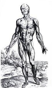 Las Placas del Segundo Libro de De Humani Corporis Fabrica de Andreas Vesalius