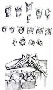 Las Placas del Segundo Libro de De Humani Corporis Fabrica de Andreas Vesalius