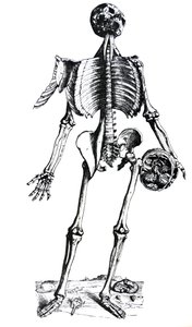 Las Placas del Séptimo Libro de De Humani Corporis Fabrica de Andreas Vesalius