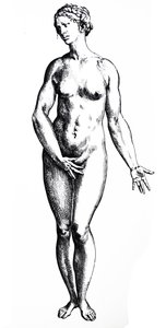 Las Placas del Séptimo Libro de De Humani Corporis Fabrica
