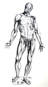 Las láminas del séptimo libro de De Humani Corporis Fabrica