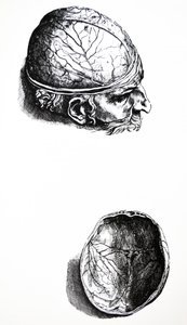 Las Placas del Séptimo Libro de De Humani Corporis Fabrica de Andreas Vesalius