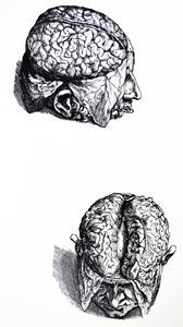 Las Placas del Séptimo Libro de De Humani Corporis Fabrica