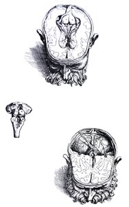 Las placas del séptimo libro de De Humani Corporis Fabrica de Andreas Vesalius