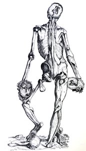 Las láminas del séptimo libro de De Humani Corporis Fabrica de Andreas Vesalius