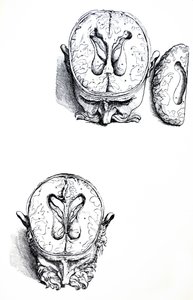 Las Láminas del Séptimo Libro de De Humani Corporis Fabrica de Andreas Vesalius