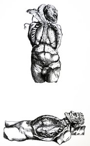 Las láminas del sexto libro de De Humani Corporis Fabrica de Andreas Vesalius