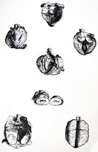 Las láminas del sexto libro de De Humani Corporis Fabrica de Andreas Vesalius