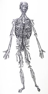 Las láminas del tercer libro de De Humani Corporis Fabrica de Andreas Vesalius