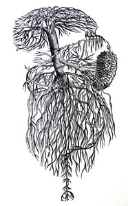 Las placas del tercer libro de De Humani Corporis Fabrica de Andreas Vesalius