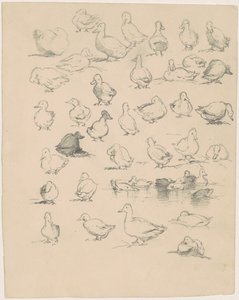 Patos de Andrew Fisher Bunner