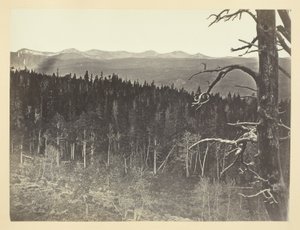 Línea de nieve y madera, Medicine Bow Mountain