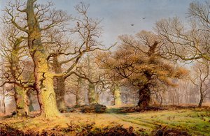 Robles en el bosque de Sherwood