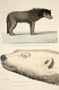 Un perro de trineo del Highlander Ártico y la cabeza de un oso blanco, ilustración de 
