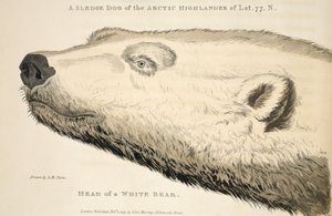 Cabeza de un oso blanco, ilustración de 