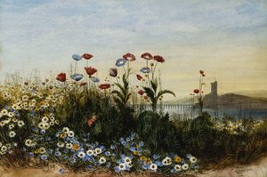 Castillo de Ferry Carrig, Co. Wexford, visto a través de un banco de flores silvestres de Andrew Nicholl